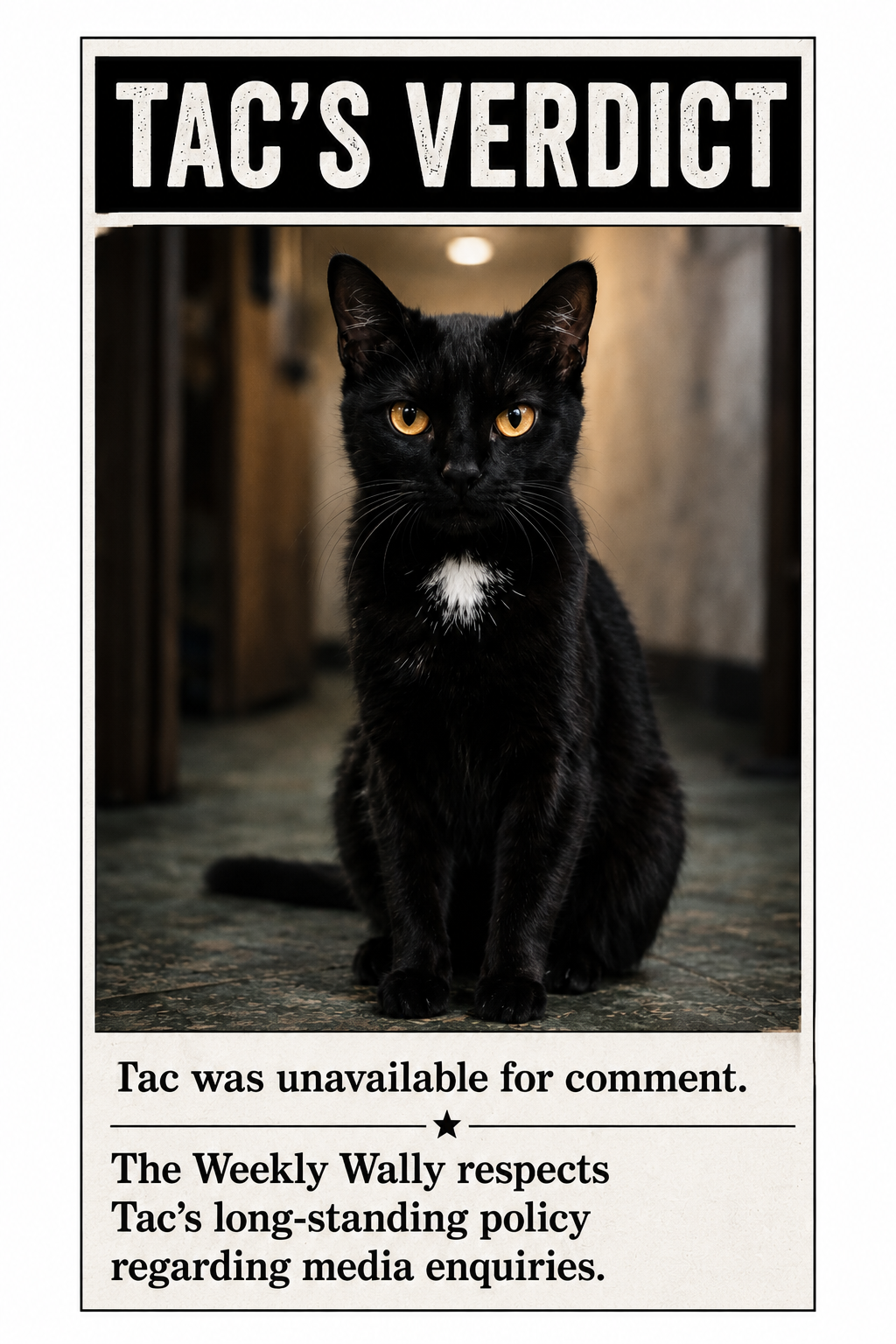 Tac, a black cat with amber eyes and a small white chest patch, sits upright indoors.